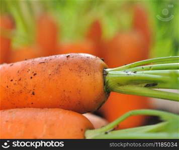 closeup on fresh carrots in garden