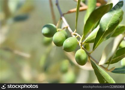 closeup on fresh olive growing in a branch of the tree 