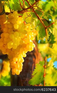 Closeup on grape bunch growing in a sunny garden with selective focus