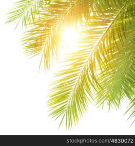 Closeup on green palm leaves border isolated on white shy background, fresh exotic tree foliage, paradise beach, summer vacation and holiday concept