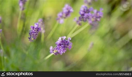 closeup on lavender flower blooming in a garden 