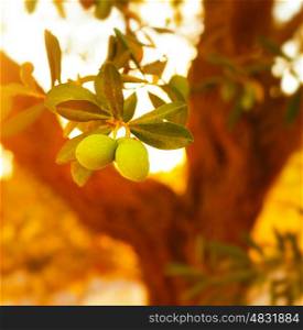 Closeup on olive tree branch, fresh ripe fruits, healthy nutrition, organic food, warm sunset light, soft focus, autumn harvest season