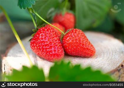 closeup on ripe organic strawberries on a wooden log with leaf in the garden 