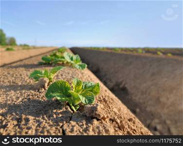 closeup on seedling of potato in a field