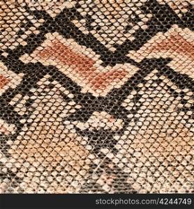 Closeup on snake skin pattern background.