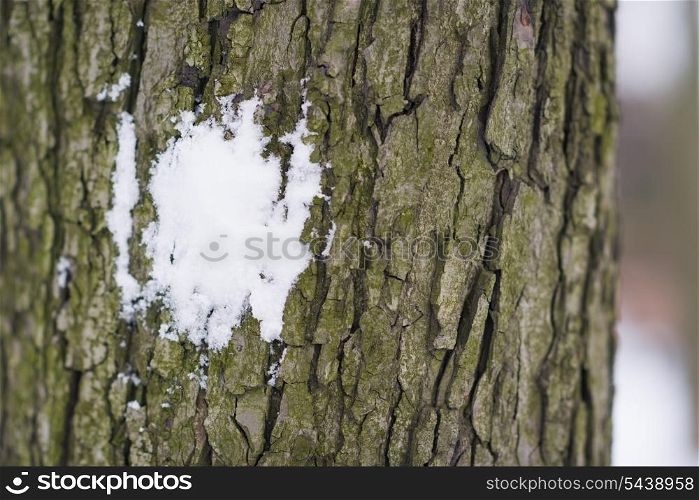 Closeup on snow ball smashed on tree