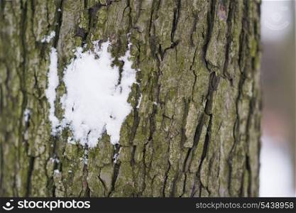 Closeup on snow ball smashed on tree