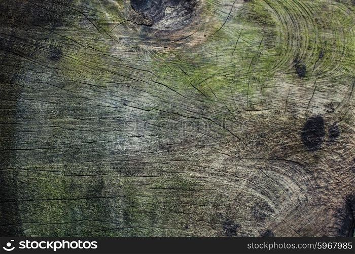 Closeup on the rings of a large felled tree