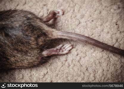 Closeup on the tail and body of a dead mouse
