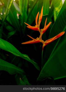 Closeup orange flower with green leaves in tropical garden. Ornamental plant for decorate outdoor garden. Orange flower in the morning with sunlight. Beauty in nature. Orange flower in summer garden.