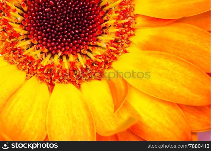 Closeup orange gerbera flower with soft focus floral background