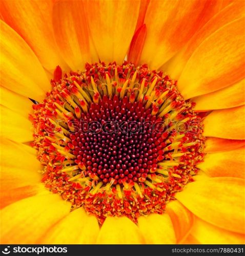 Closeup orange gerbera flower with soft focus floral background
