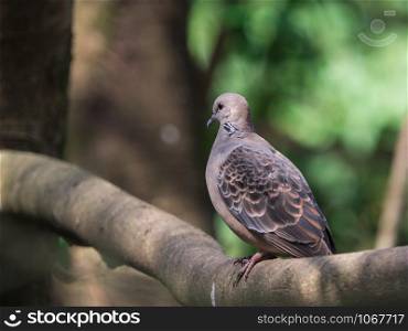 Closeup Oriental Turtle-Dove (Streptopelia orientalis) perching on a branch with green nature blurred background and copy space.