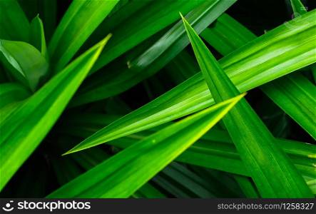 Closeup pandan leaves texture background. Green leaves with beautiful pattern in jungle for organic concept. Natural plant in tropic garden. Nature background. Pandanus aromatic leaf.