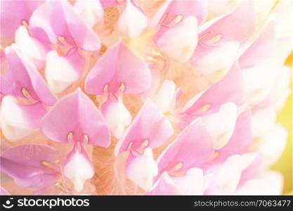 Closeup petal of Afgekia mahidolae flower. Closeup petal of Afgekia mahidolae flower with soft light