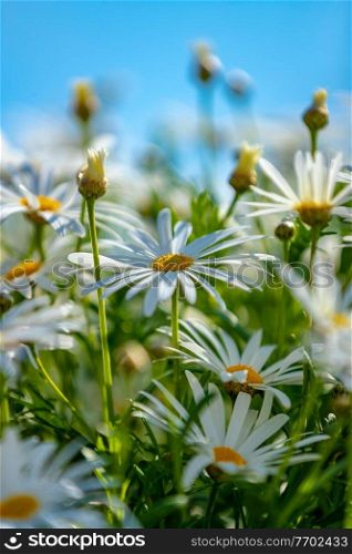 Closeup photo of a beautiful daisy flowers field, gentle white camomile in bright sun light, beauty and freshness of a spring nature