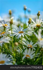 Closeup photo of a beautiful daisy flowers field, gentle white camomile in bright sun light, beauty and freshness of a spring nature