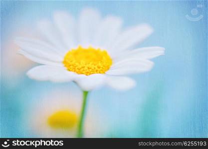 Closeup photo of a beautiful fresh white daisy flower over blue sky background, beauty of spring nature, shallow dof, floral textured wallpaper