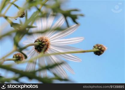 Closeup photo of a beautiful gentle daisy flowers. Bottom view on a tender white chamomile flowers over clear blue sky background. Spring nature.. Daisy flowers over blue sky background