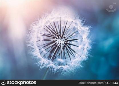 Closeup photo of a beautiful gentle dandelion flower in sunlight, morning in the forest, amazing fragile nature, abstract natural background. Gentle dandelion flower