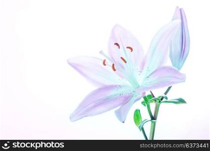 Closeup photo of a beautiful gentle lily flower isolated on white background, greeting card with copy space for wedding day