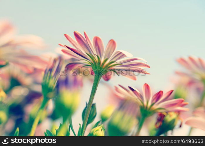 Closeup photo of a beautiful gentle pink daisy flowers reaching for the sun, little tender wildflowers, beauty of spring nature. Daisy flower field