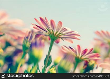 Closeup photo of a beautiful gentle pink daisy flowers reaching for the sun, little tender wildflowers, beauty of spring nature. Daisy flower field