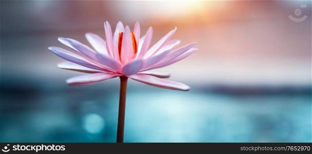 Closeup Photo of a Beautiful Pink Lotus Flower. Gentle Exotic Flower. Water Lily. Floral Background.