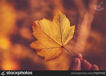 Closeup photo of a beautiful yellow maple leaf in human hand over autumnal bokeh background, beauty of autumn nature