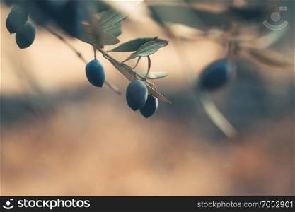 Closeup photo of a black olives over natural bokeh background, olives garden, healthy nutrition, autumn harvest season