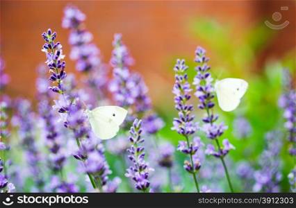 Closeup photo of a Cabbage White butterfly on lavender, with another butterfly in the background