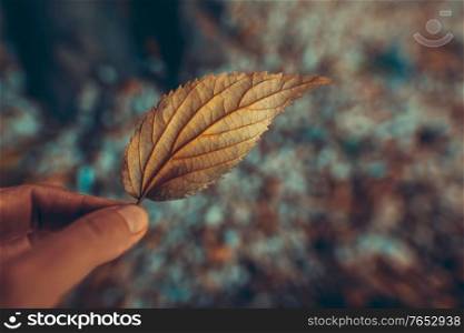 Closeup Photo of a Dry Tree Leaf in Hands. Change of Seasons Concept. Autumn has Come.