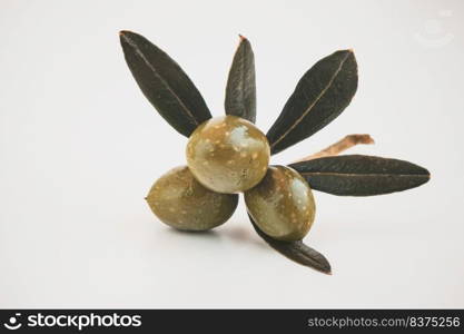 Closeup Photo of a Fresh Green Olive Branch Isolated on White Background. Olive Oil Production. Healthy Nutrition Concept.. Green Olives Isolated on White Background