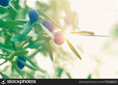 Closeup photo of a fresh ripe black olives on the branch in bright sunlights, olive oil production, autumn harvest season concept