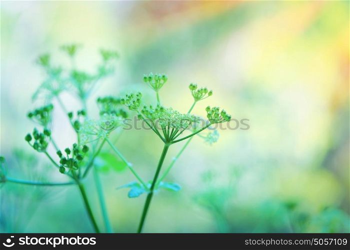 Closeup photo of a gentle green flowers over blurry pastel background, spring season, beauty of wild nature