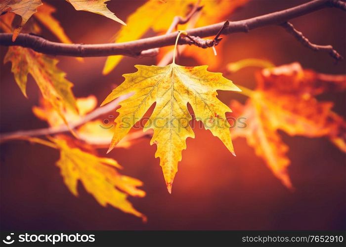 Closeup photo of a golden dry maple leaves on the tree, beauty of autumn nature, weather changing concept