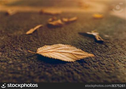 Closeup Photo of a Golden Dry Tree Leaves on the Ground in the Autumn Park in Mild Sunset Light. Seasonal Weather Change Concept.. Beautiful Golden Autumn