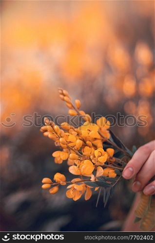 Closeup photo of a hand holding nice little bouquet of a tender yellow wild flowers, with pleasure spending spring vacation in countryside
