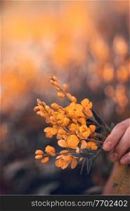 Closeup photo of a hand holding nice little bouquet of a tender yellow wild flowers, with pleasure spending spring vacation in countryside
