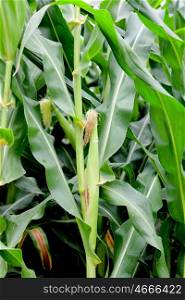 Closeup photo of a organic corn plant