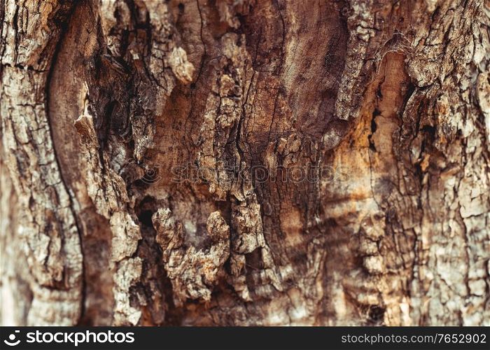 Closeup photo of an old tree trunk with cracked bark on it, abstract natural background, autumn season