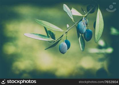 Closeup Photo of an Olive Tree Branch on Blurry Green Background. Traditional Mediterranean Berry. Healthy Organic food.
