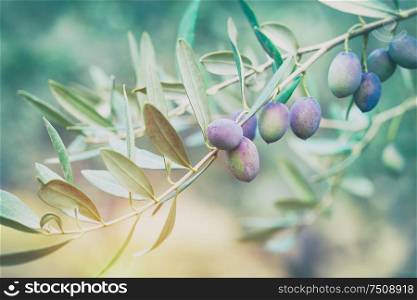 Closeup photo of an olive tree branch with blue ripe berries on it in mild sun light, autumn harvest season, healthy organic nutrition, traditional mediterranean fruits
