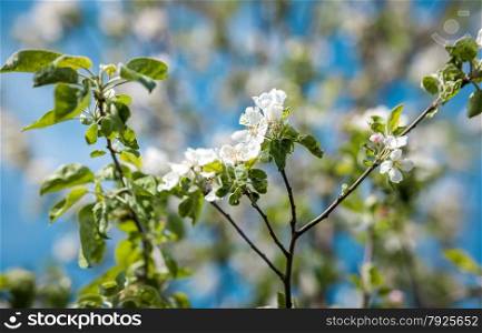 Closeup photo of apple tree flowers on branch