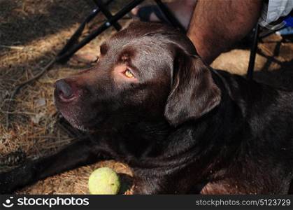 Closeup photo of beautiful brown labrador dog