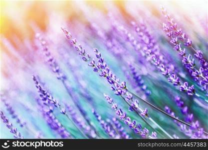 Closeup photo of beautiful gentle lavender flower field, abstract purple floral background, aromatic plant, beauty of spring nature