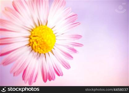 Closeup photo of beautiful gentle pink daisy flower over pink background, abstract floral border, fresh greeting card for mother&rsquo;s day