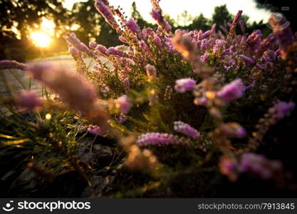 Closeup photo of beautiful lavender field at sunset