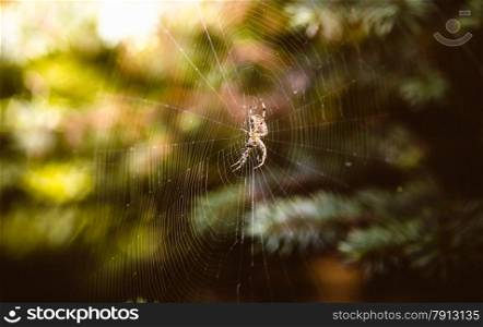Closeup photo of big spider sitting on web at autumn forest