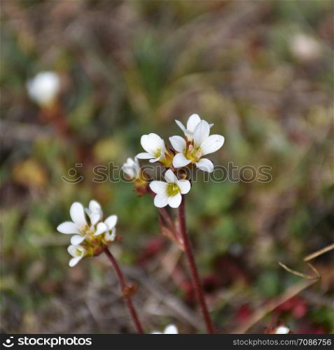 Closeup photo of blossom Saxifrage flowers by a blurred background